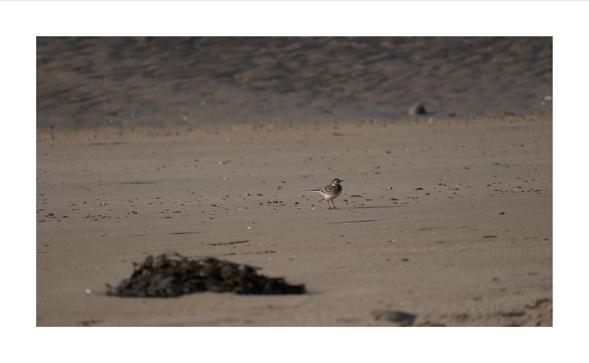 Digital photograph from Ireland's countryside and coast, shot on a Sigma BF.