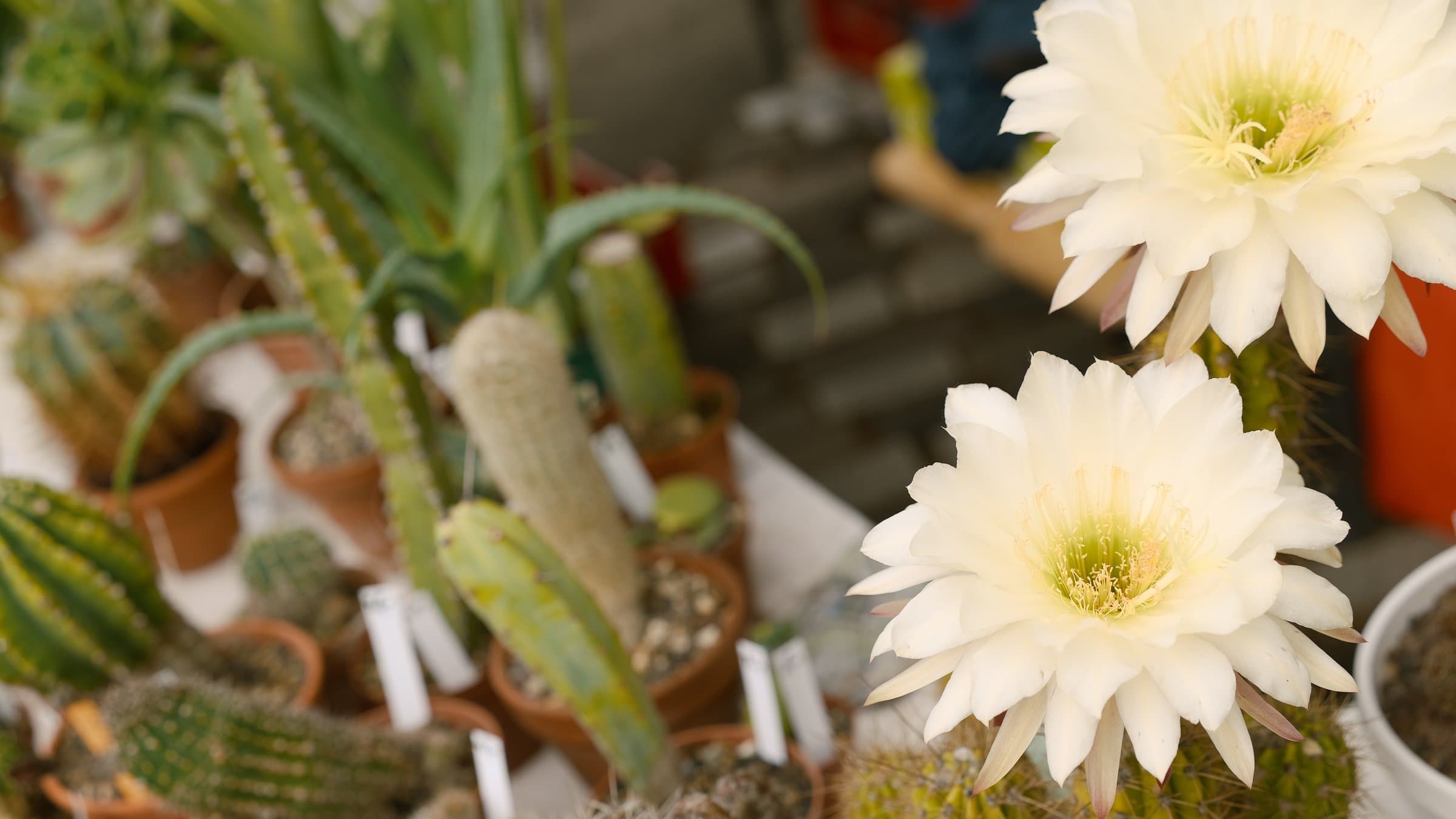 Digital photograph from a mix of moments from travels around the world, shot on a Sigma BF.