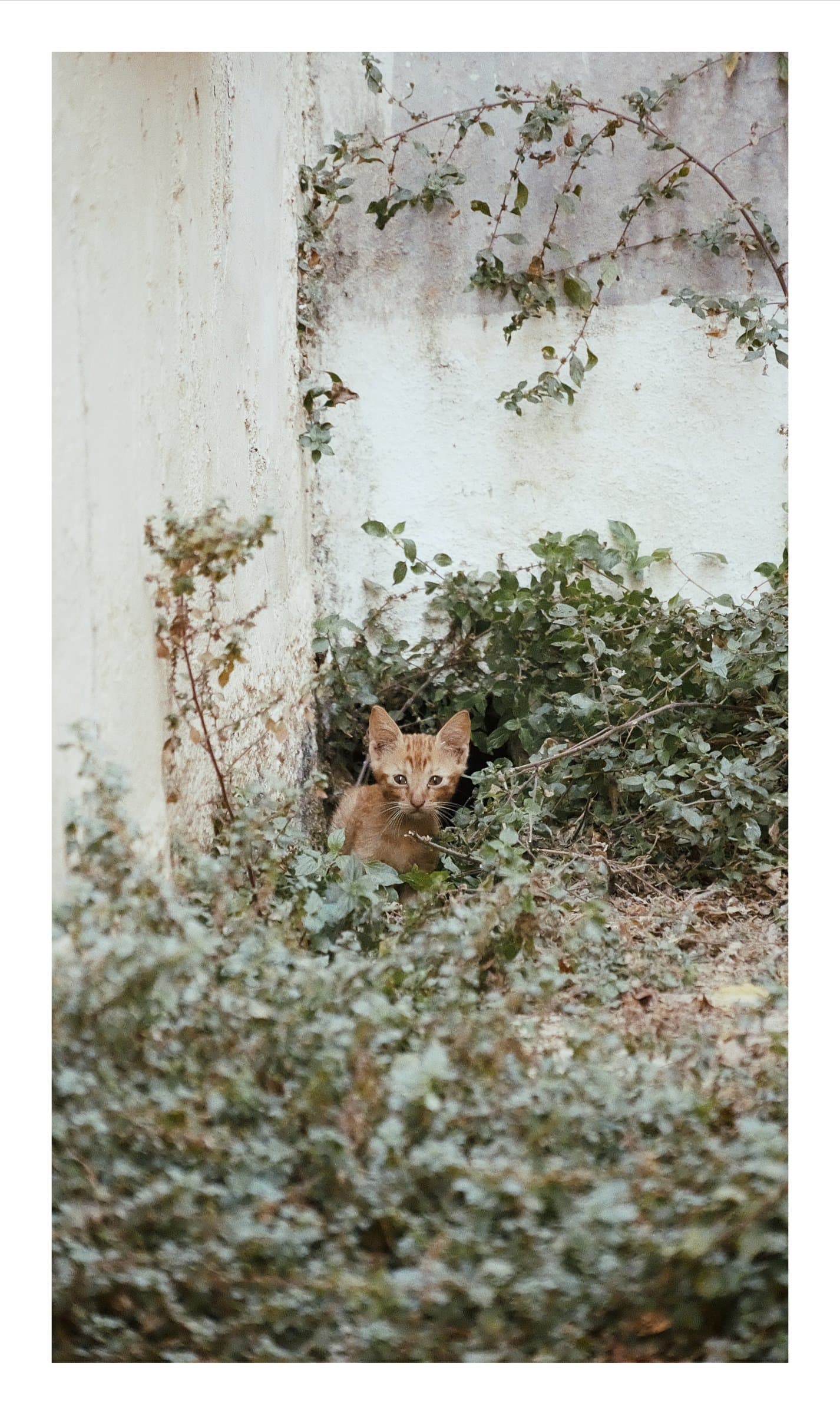 Digital photograph from the Greek island of Kea, shot on a Sigma BF.