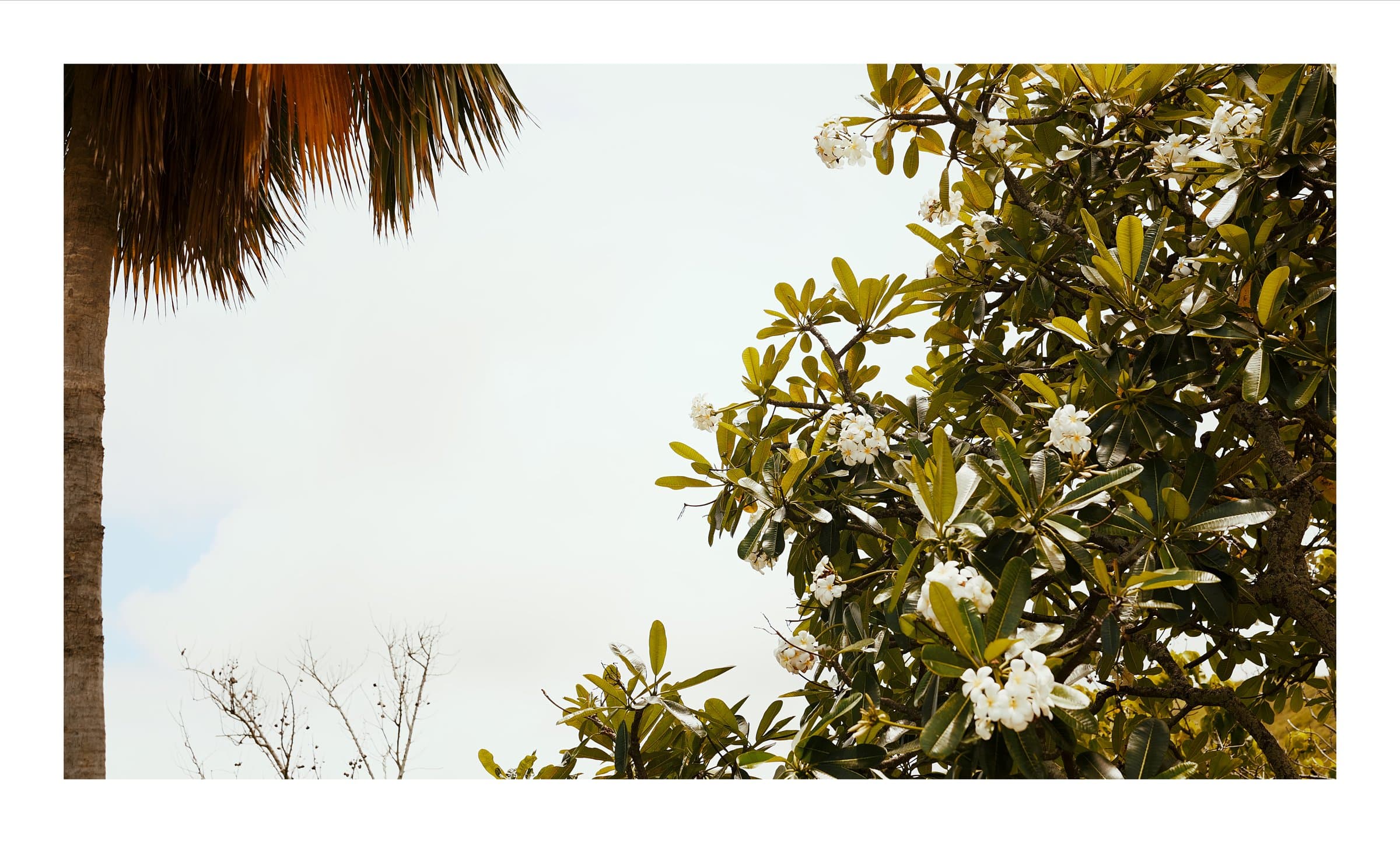 Digital photograph from Oahu in Hawaii, shot on a Sigma BF.