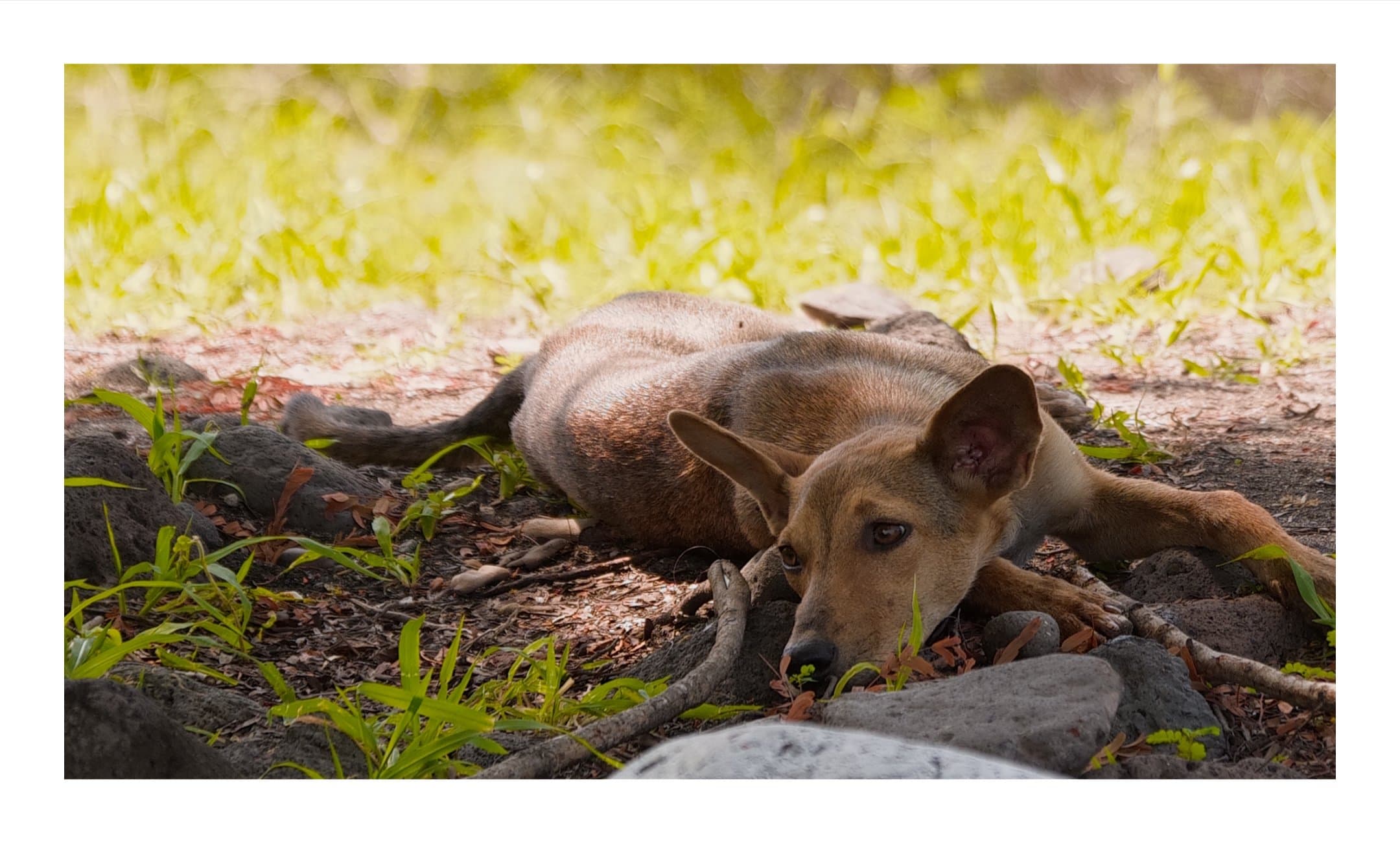 Digital photograph from the volcanic equatorial island of São Tomé, shot on a Sigma BF.