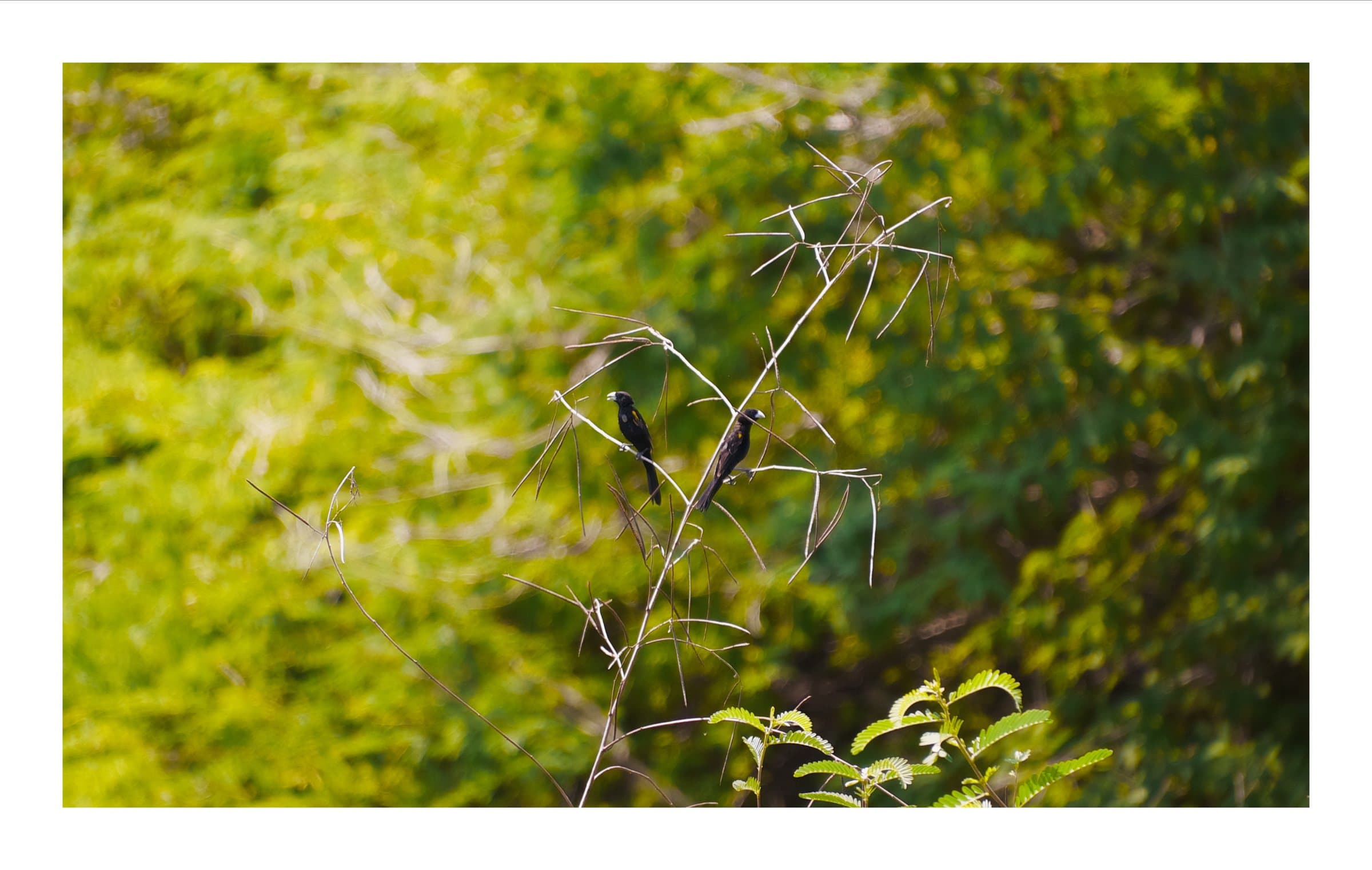 Digital photograph from the volcanic equatorial island of São Tomé, shot on a Sigma BF.