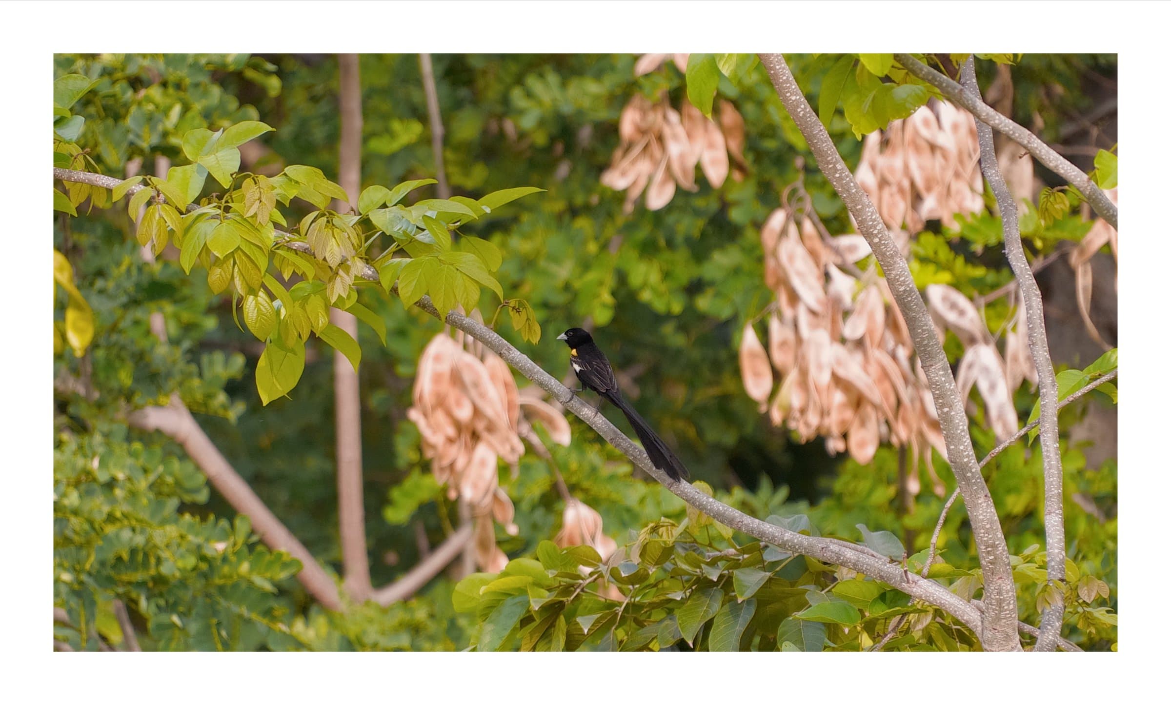 Digital photograph from the volcanic equatorial island of São Tomé, shot on a Sigma BF.
