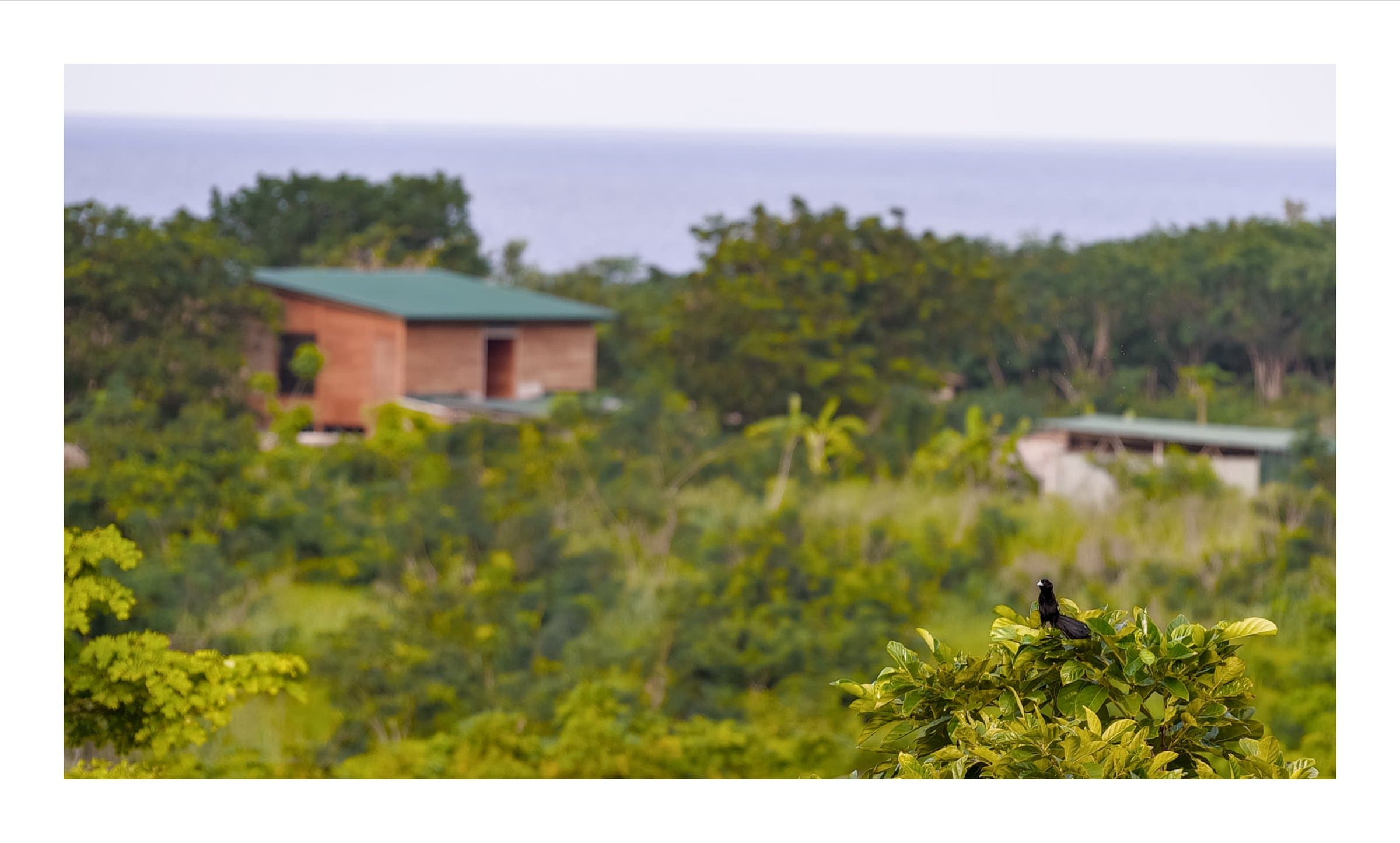 Digital photograph from the volcanic equatorial island of São Tomé, shot on a Sigma BF.