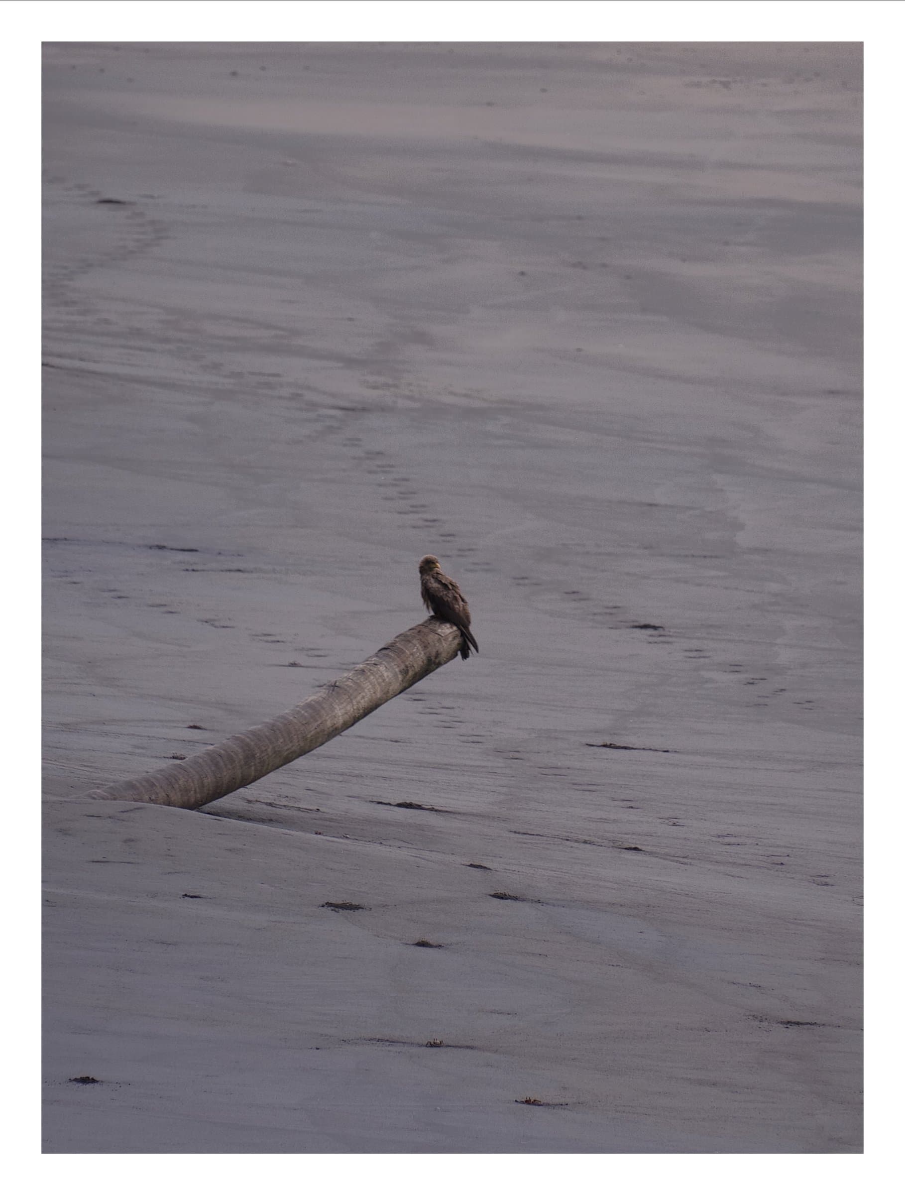 Digital photograph from the volcanic equatorial island of São Tomé, shot on a Sigma BF.