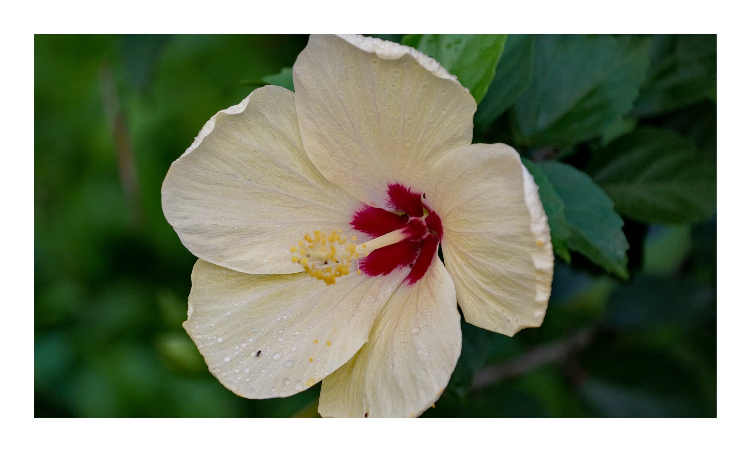 Digital photograph from the volcanic equatorial island of São Tomé, shot on a Sigma BF.