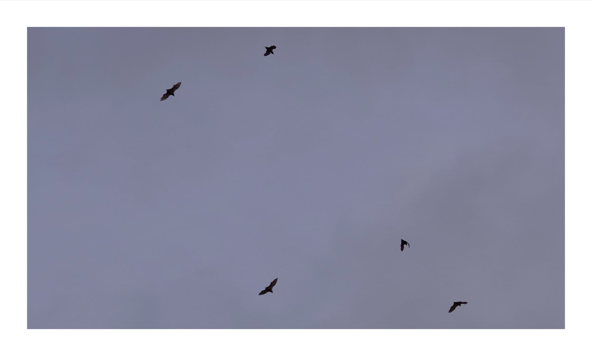 Digital photograph from the volcanic equatorial island of São Tomé, shot on a Sigma BF.