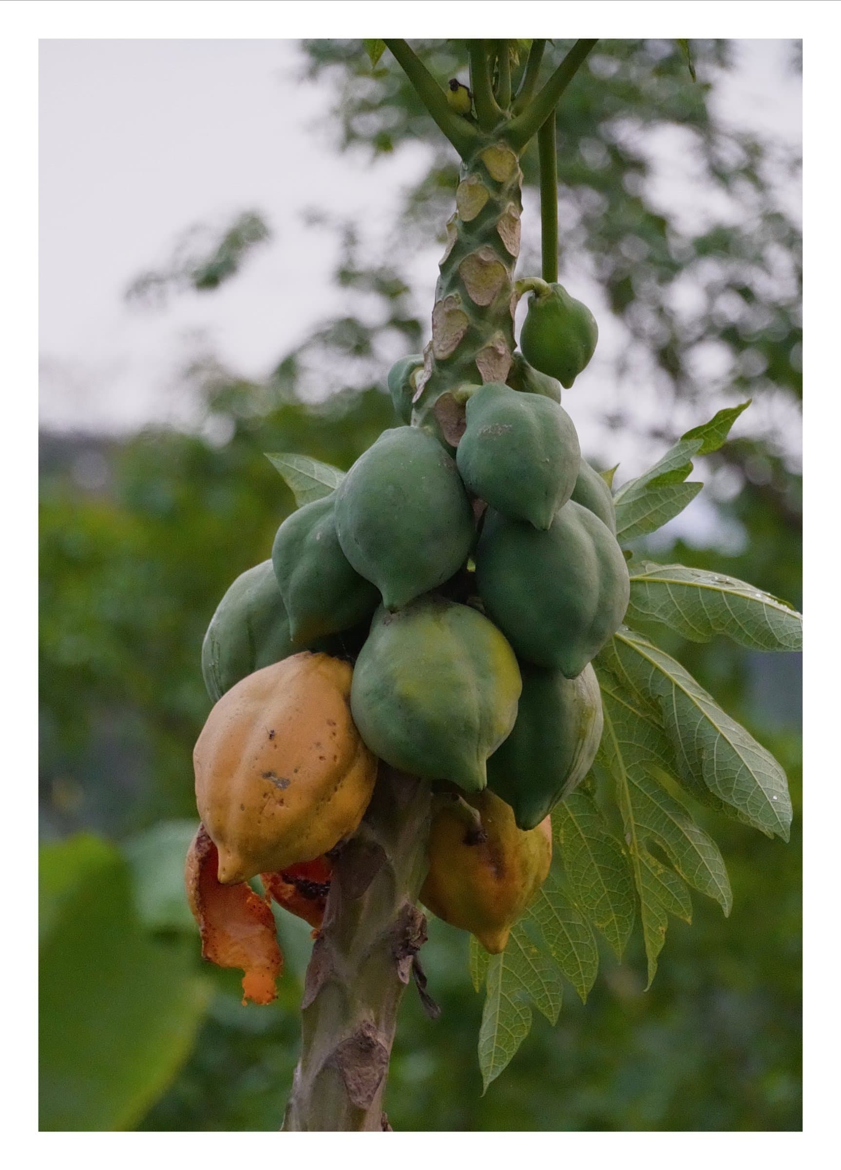 Digital photograph from the volcanic equatorial island of São Tomé, shot on a Sigma BF.