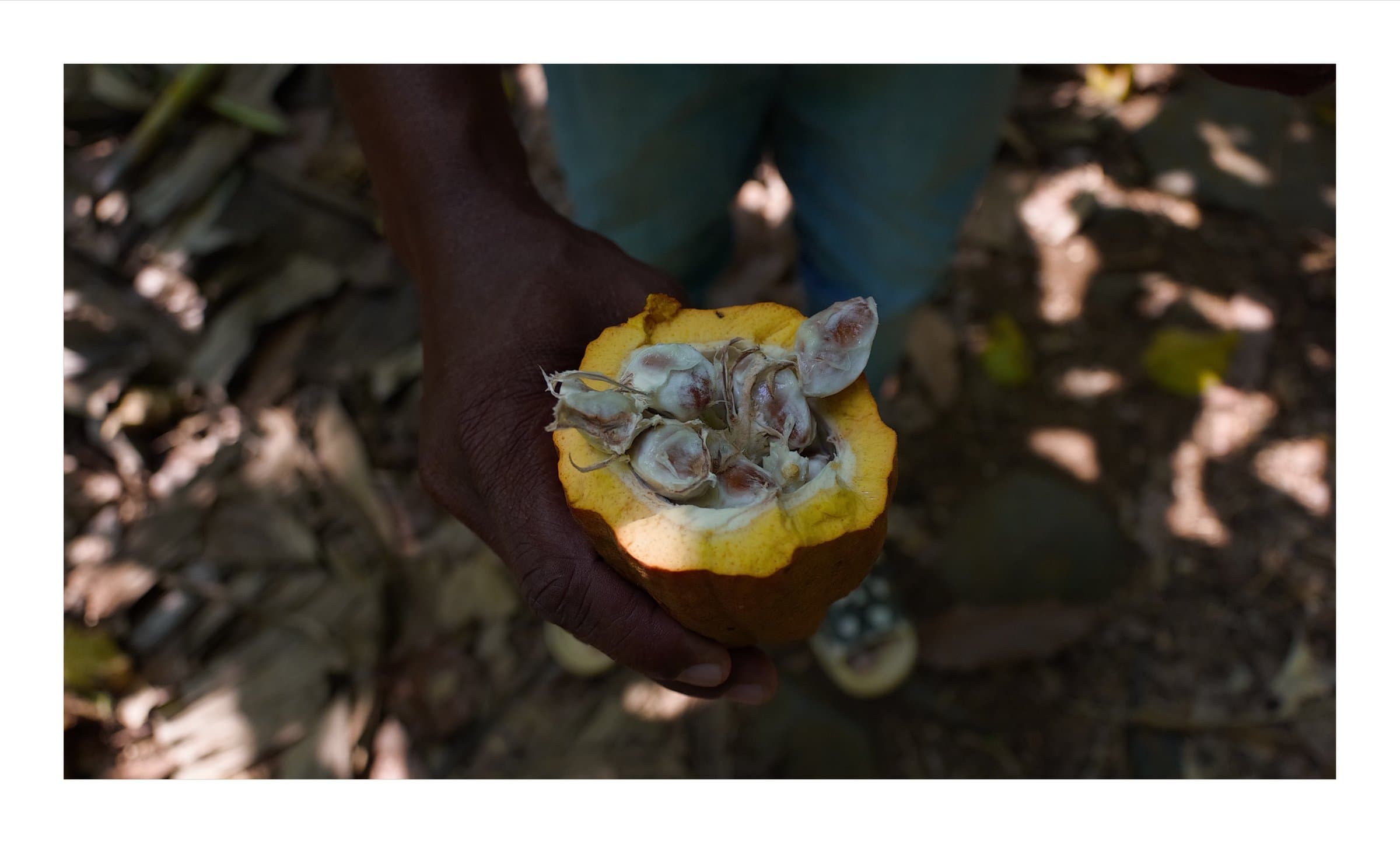 Digital photograph from the volcanic equatorial island of São Tomé, shot on a Sigma BF.