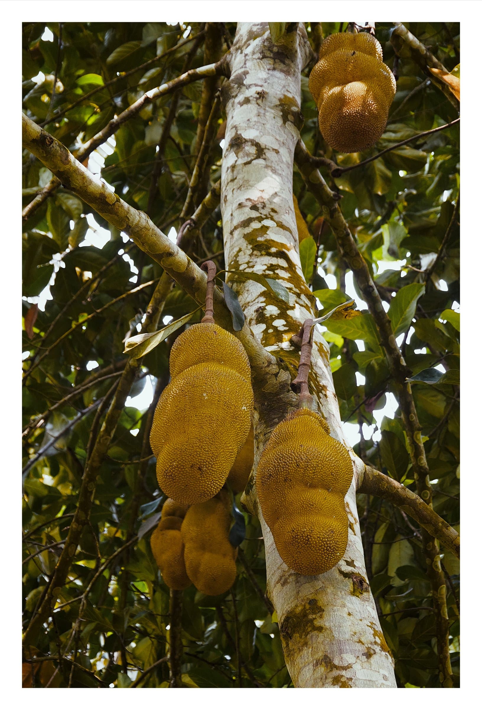 Digital photograph from the volcanic equatorial island of São Tomé, shot on a Sigma BF.