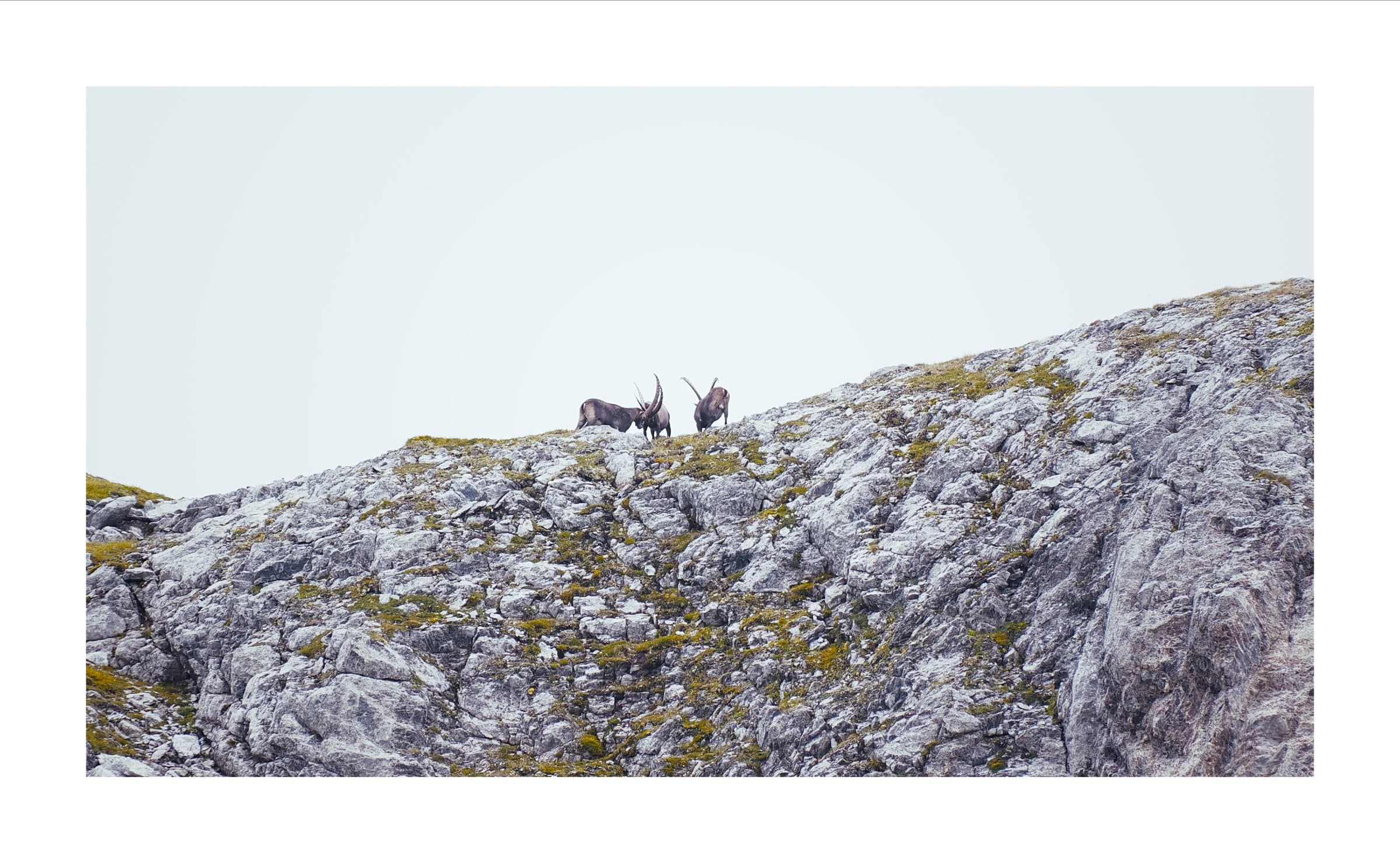 Digital photograph from the Swiss Alps, shot on a Sigma BF.