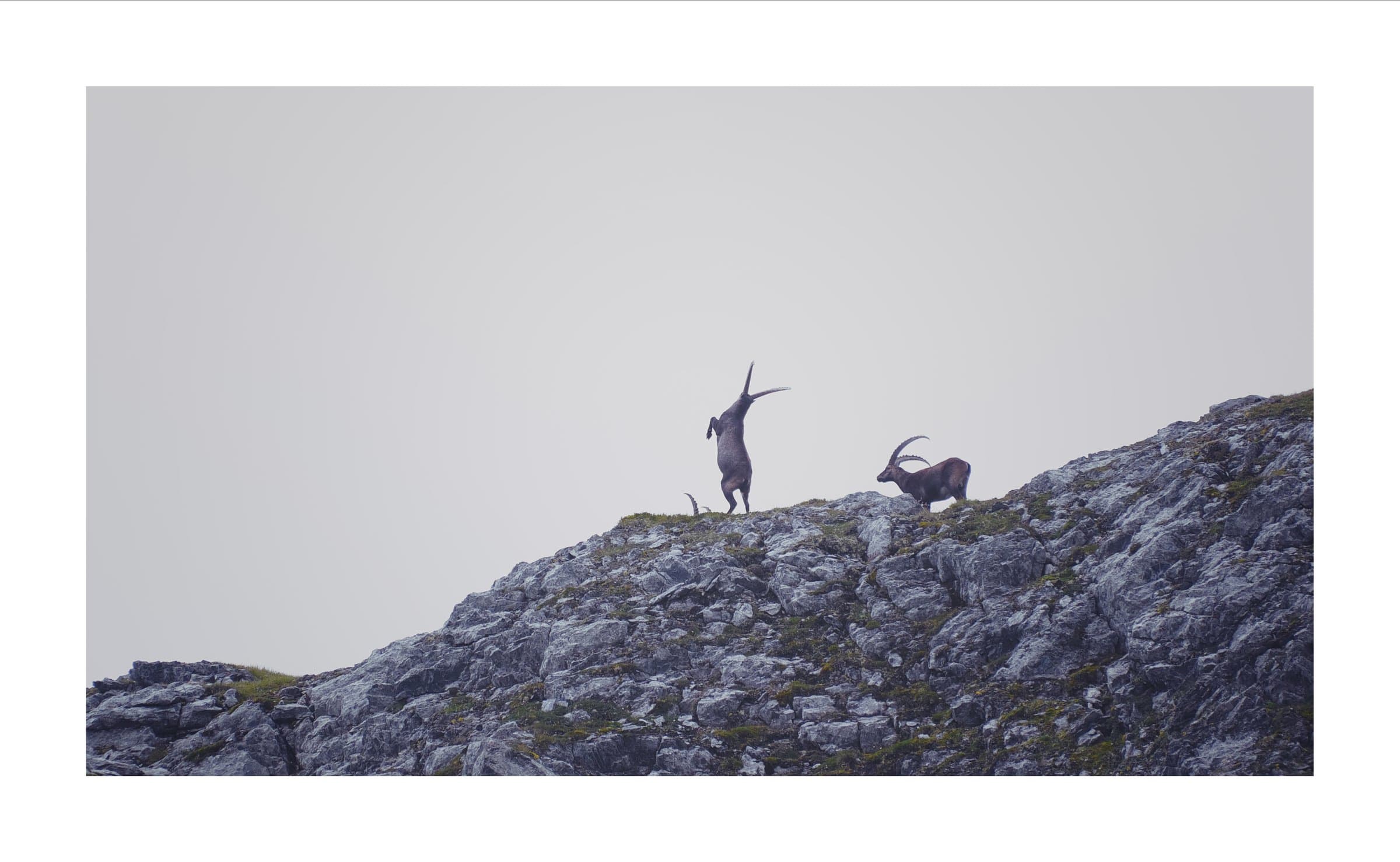 Digital photograph from the Swiss Alps, shot on a Sigma BF.