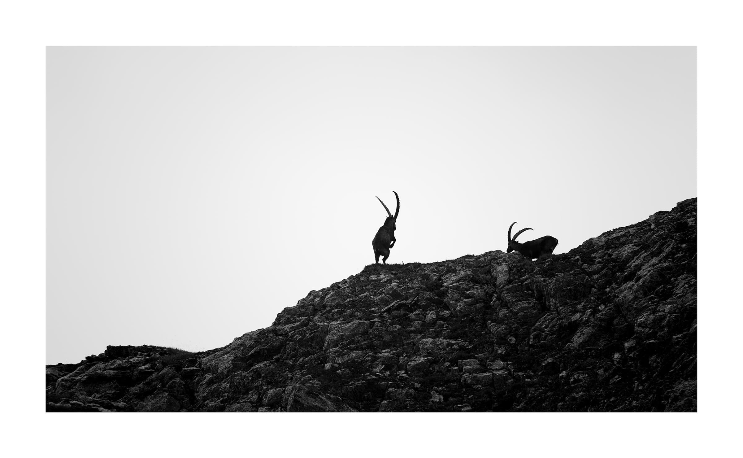 Digital photograph from the Swiss Alps, shot on a Sigma BF.