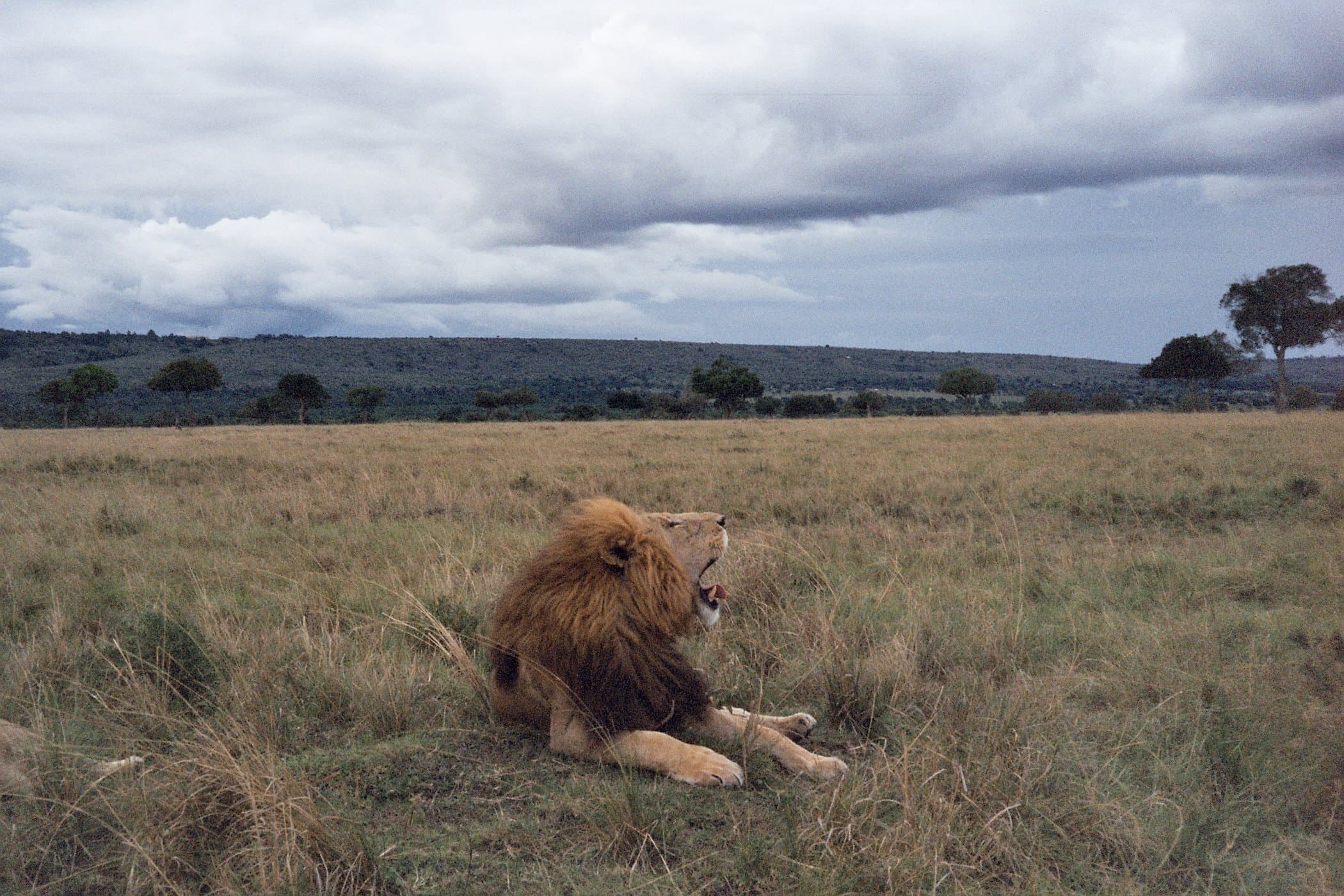 Lion yawning in the grass, Kenya