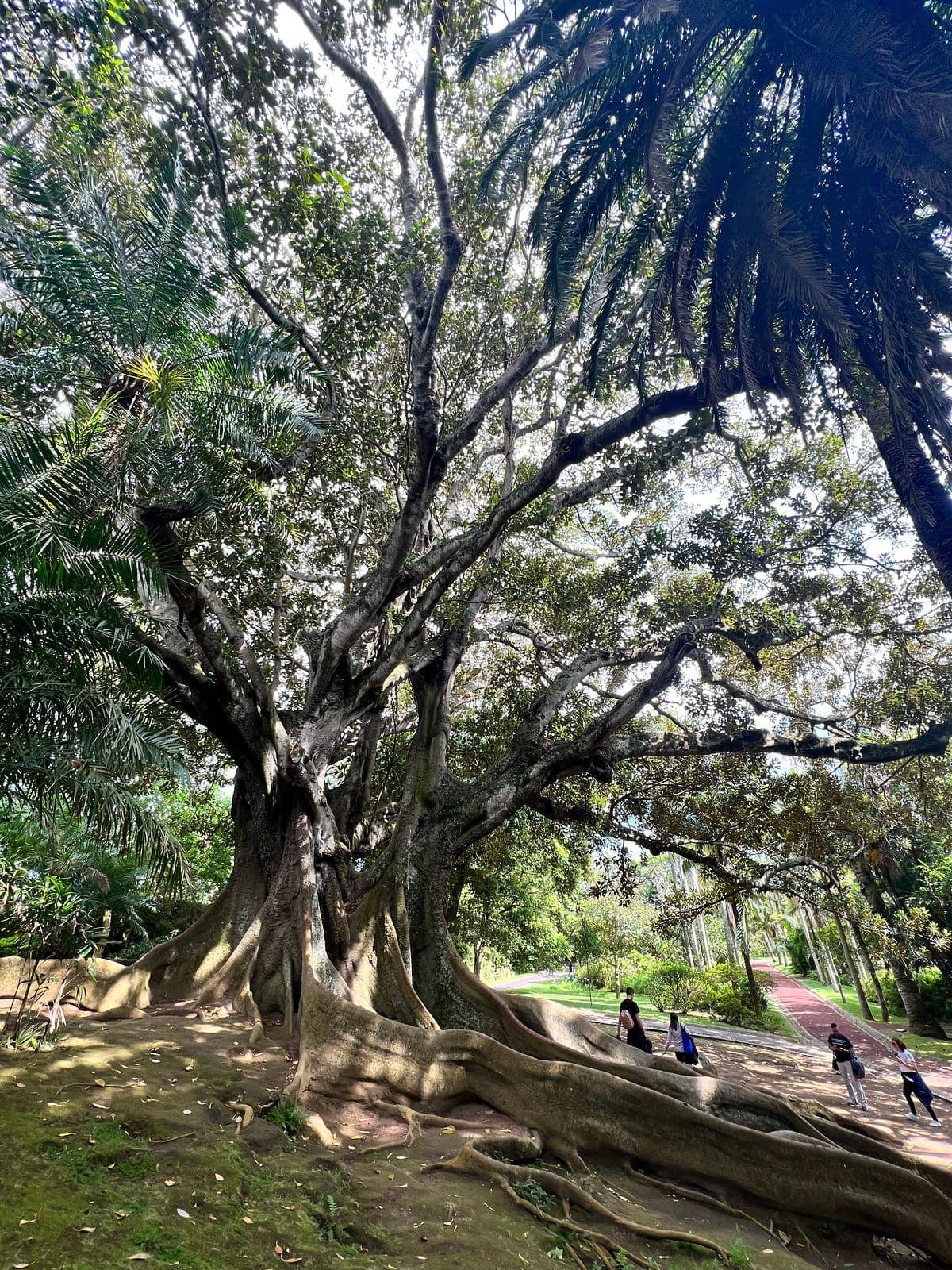 Flowers on my way to Jardim Botânico José do Canto, and an Epic tree when inside the garden